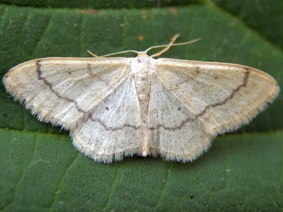 Idaea deversaria