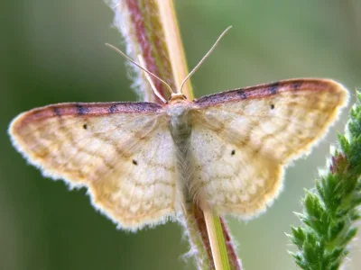 Idaea humiliata