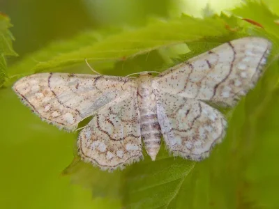 Idaea moniliata