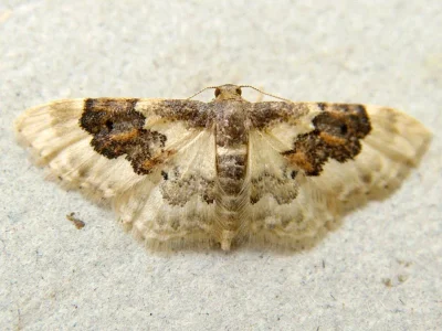 Idaea rusticata