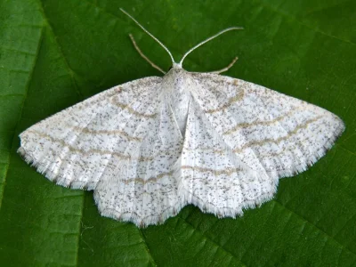 Perconia strigillaria