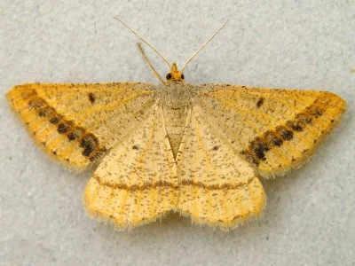 Isturgia arenacearia