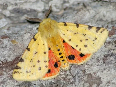 Diacrisia purpurata