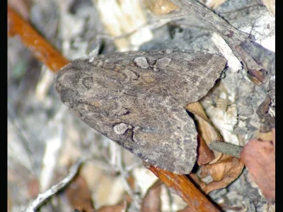 Apterogenum ypsillon