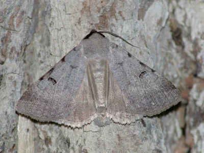Lygephila (Lygephila) craccae