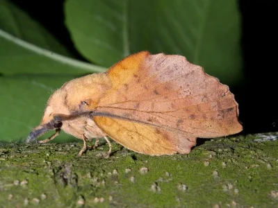 Gastropacha (Stenophylloides) populifolia