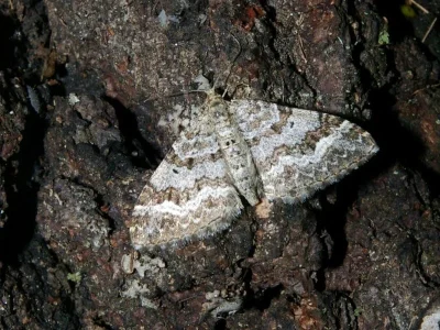 Epirrhoe molluginata