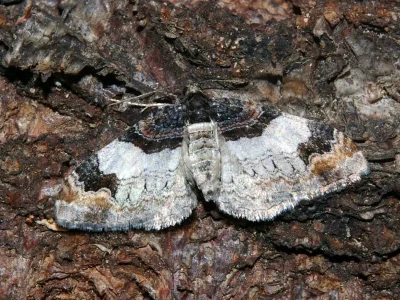 Catarhoe cuculata
