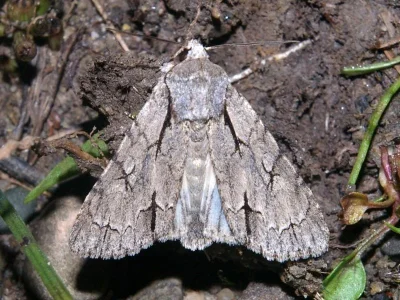 Acronicta (Triaena) psi