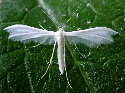 Pterophorus pentadactyla