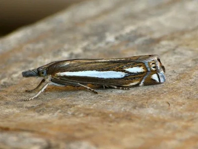 Crambus ericella