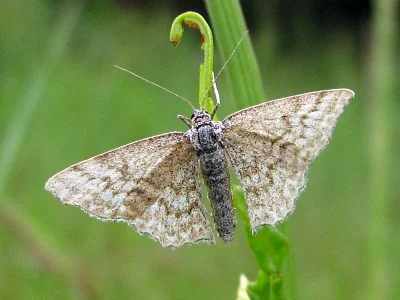 Scopula (Scopula) immorata