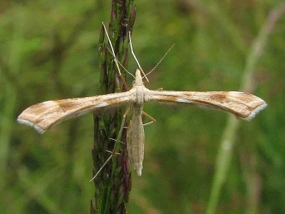 Gillmeria pallidactyla