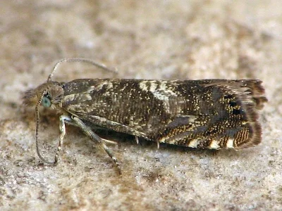 Dichrorampha agilana