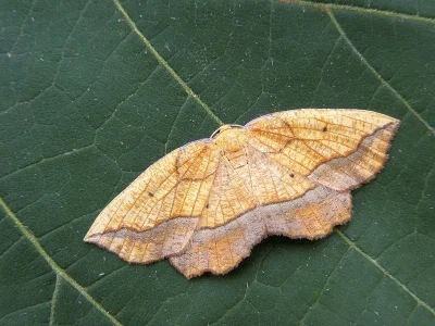 Epione repandaria