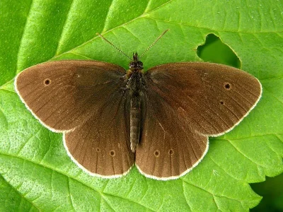 Aphantopus hyperantus