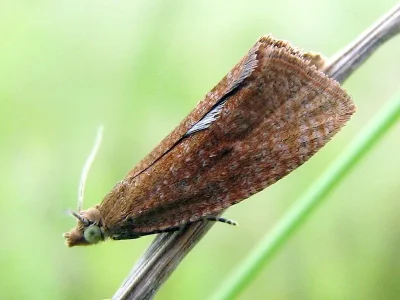 Celypha rufana