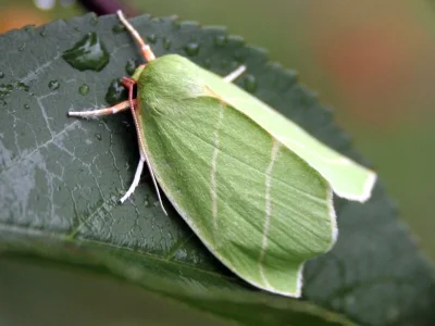 Bena bicolorana