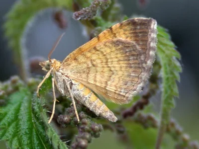 Camptogramma bilineata