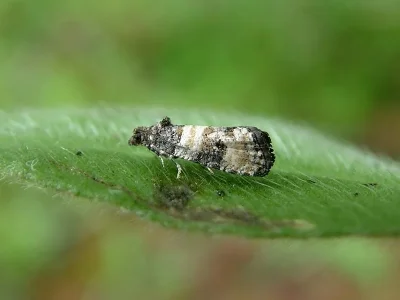 Piniphila bifasciana