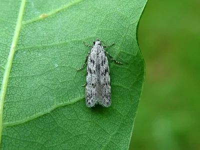 Carpatolechia proximella