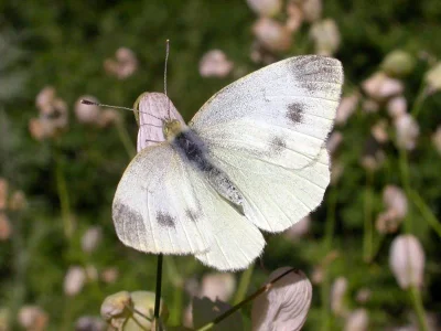 Pieris (Artogeia) ergane