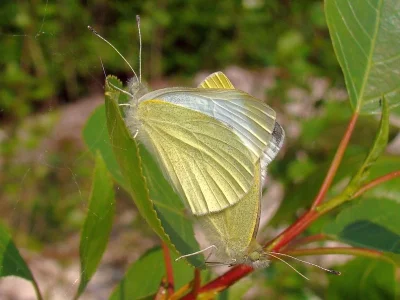Pieris (Artogeia) rapae