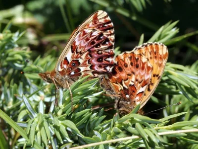 Boloria (Clossiana) titania
