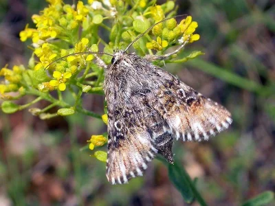 Omphalophana antirrhinii
