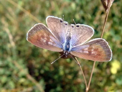 Leptotes pirithous