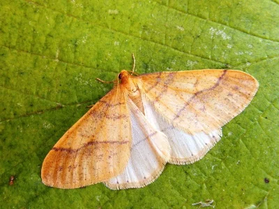 Agriopis aurantiaria