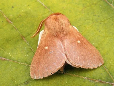 Eriogaster (Eriogaster) rimicola