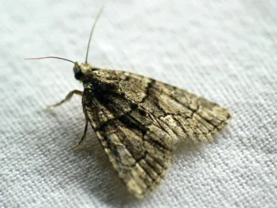 Cryphia (Euthales) pallida