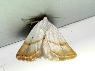 Eublemma (Eublemma) pura