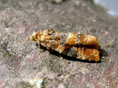 Lobesia (Lobesia) reliquana