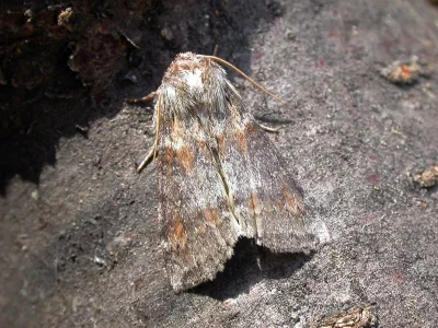 Cymatophorina diluta