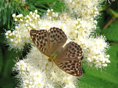 Argynnis (Argynnis) paphia