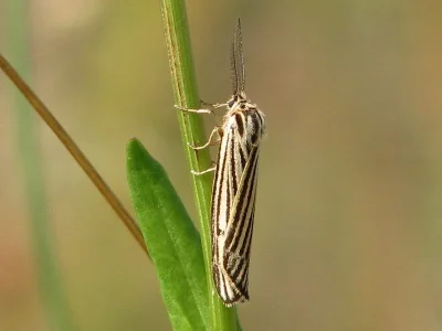 Spiris striata