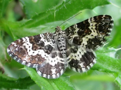 Epirrhoe tristata