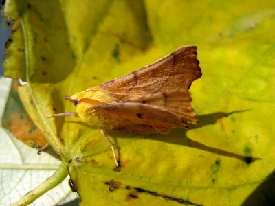 Ennomos alniaria