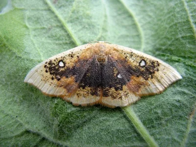 Cyclophora (Cyclophora) albiocellaria