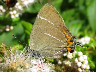 Satyrium (Strymonidia) w-album