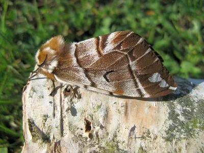 Endromis versicolora