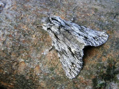 Asteroscopus sphinx
