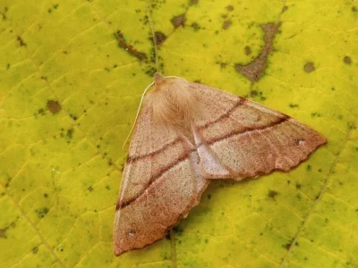 Colotois pennaria