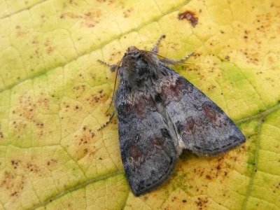 Cymatophorina diluta