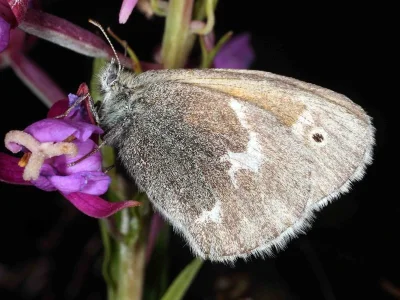Coenonympha tullia