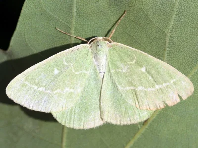 Thetidia (Antonechloris) smaragdaria