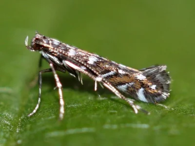Parectopa ononidis