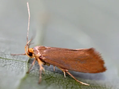 Crassa unitella